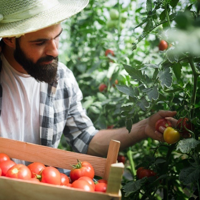 Introducing Knorr Tomato Powder: A new generation of cooking with tomatoes Introducing Knorr Tomato Powder: A new generation of cooking with tomatoes